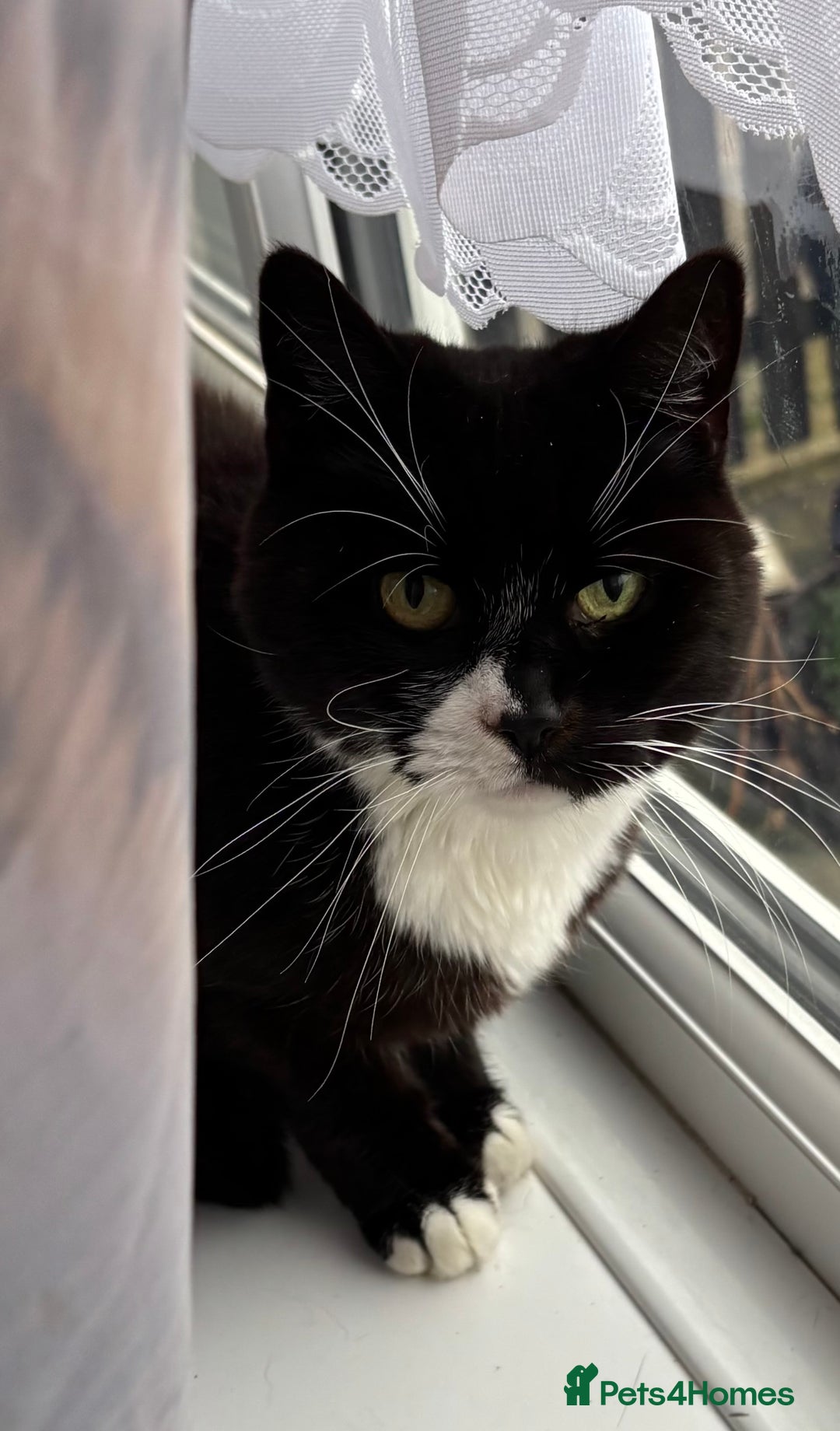 Mixed Breed cats for sale: 2 beautiful girls looking for new home - Image 5
