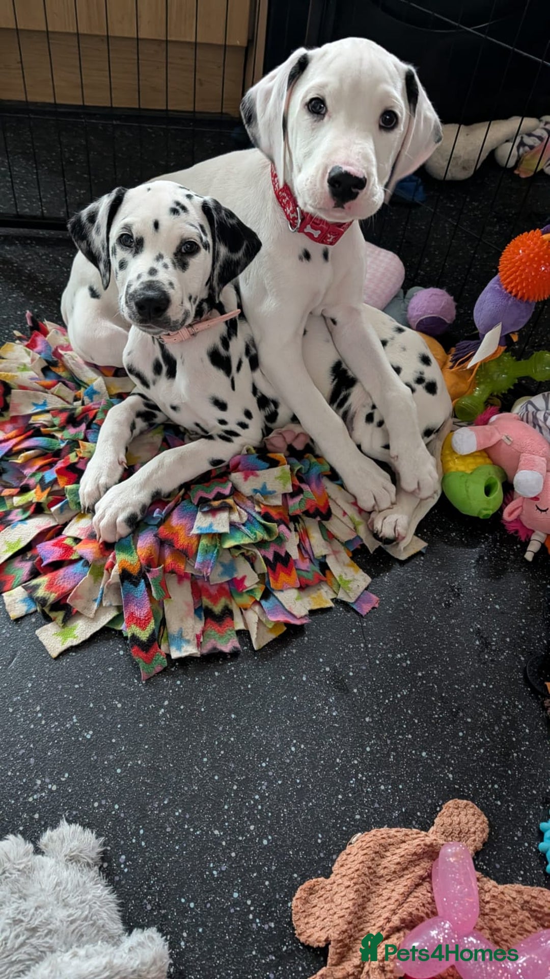 Dalmatian dogs for sale: Dalmatian puppies ready advert fully - Advert 37
