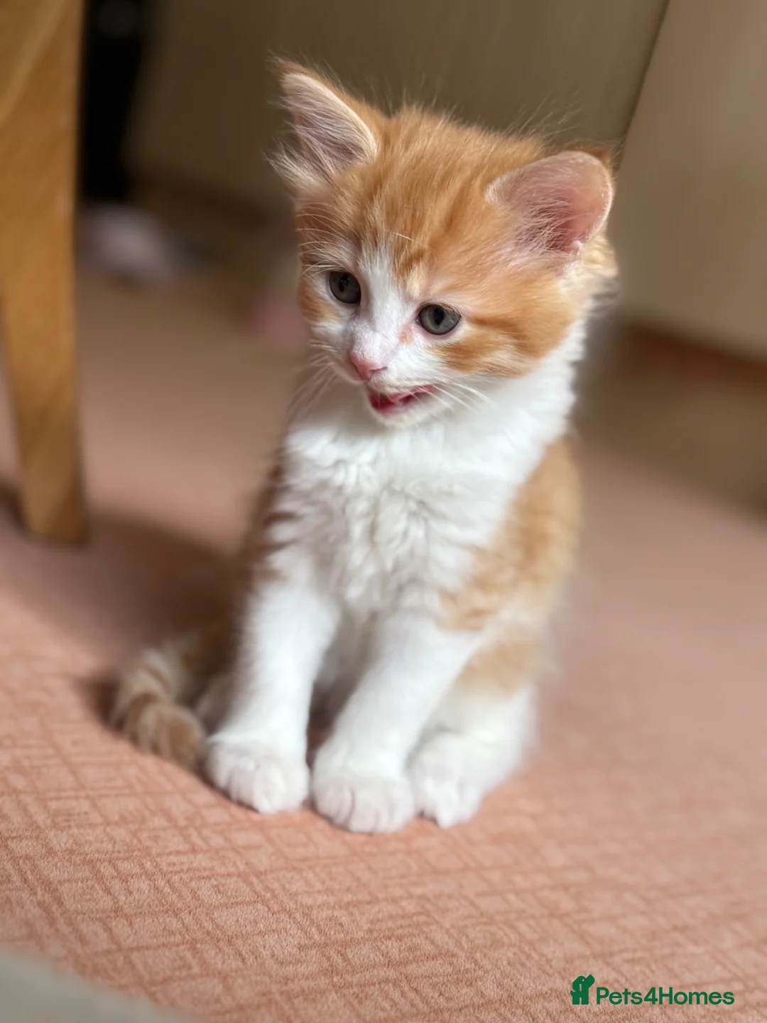 Domestic Shorthair cats for sale: Beautiful kittens ready to leave  - Advert 2