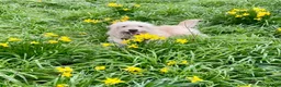 Goldendoodle dogs for stud: Proven F1 Goldendoodle for Stud in Penzance - Advert 5