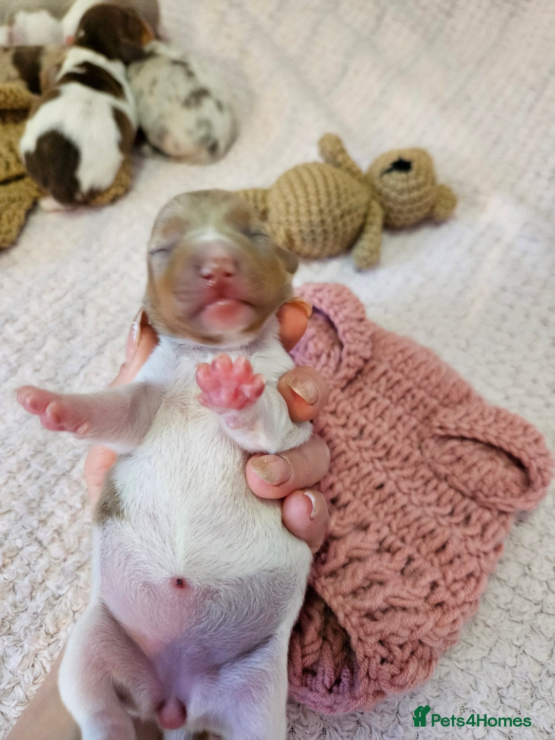 Miniature Dachshund dogs for sale: Stunning KC miniaturedachshunds KC - Advert 29