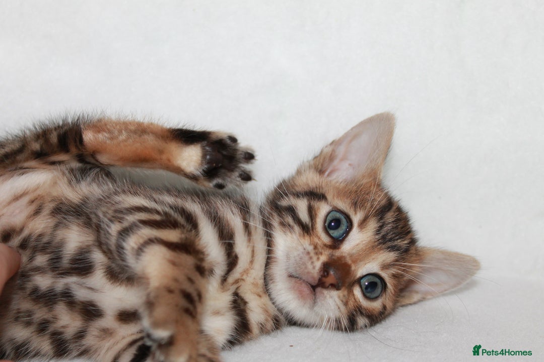 Bengal cats for sale: Pedigree TICA Bengal Kittens - Ready 07/01/26 - Advert 9