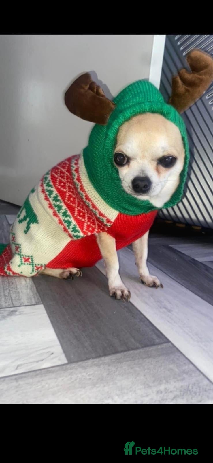 Chihuahua dogs 🌸🩵pedigree  chihuahuas 🩵🌸 - Advert 2