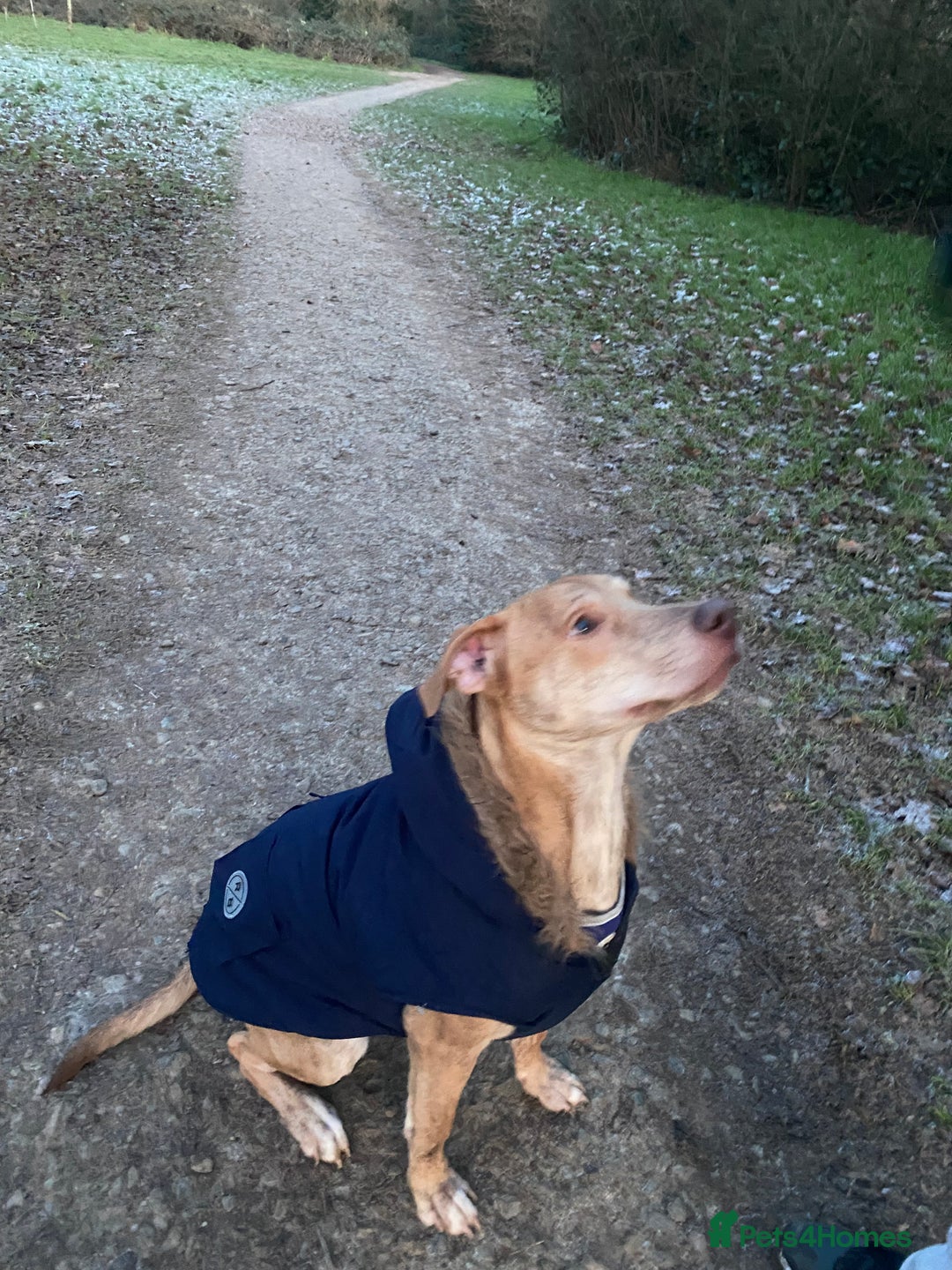 Mixed Breed dogs for sale: Mix breed male looking for forever home  - Advert 8