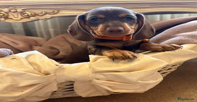 Dachshund dogs - Advert 10