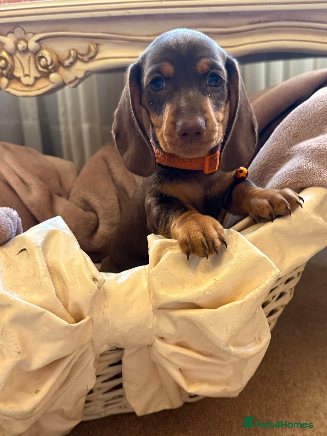 Dachshund dogs for sale: KC one little girl left STANDARD dachshund puppy  - Image 14