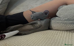 Sphynx cats for sale: Sphynx Elf & Sphynx Peterbald - Image 2