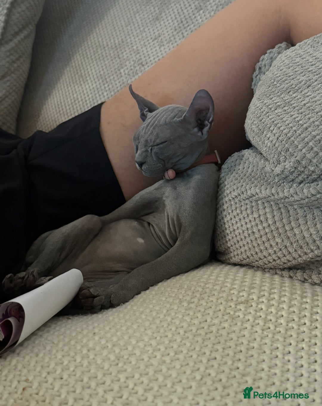 Sphynx cats for sale: Sphynx Elf & Sphynx Peterbald - Image 2