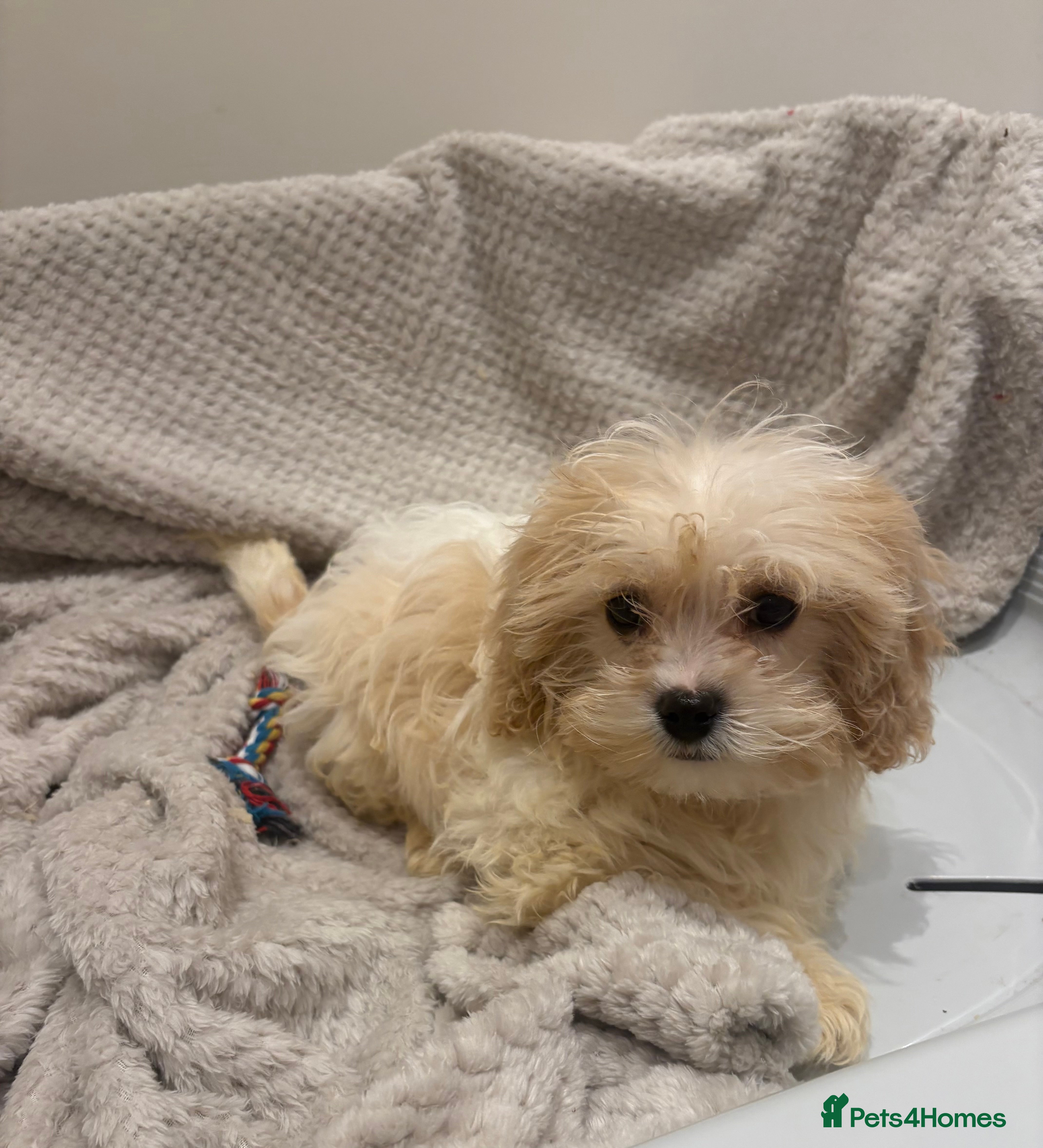 Cavapoo dogs Extensively health tested Stunning Cavapoo boys - Advert 3