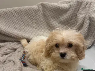 Cavapoo dogs Extensively health tested Stunning Cavapoo boys - Advert 3