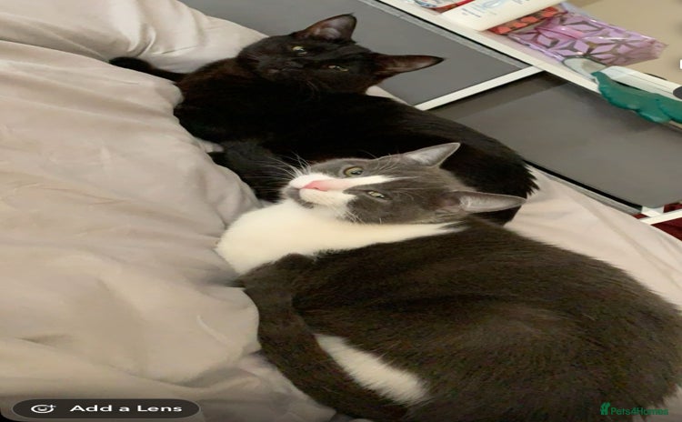 Bombay cats - Advert 1