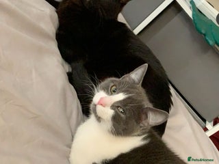 Bombay cats for sale - Advert 1