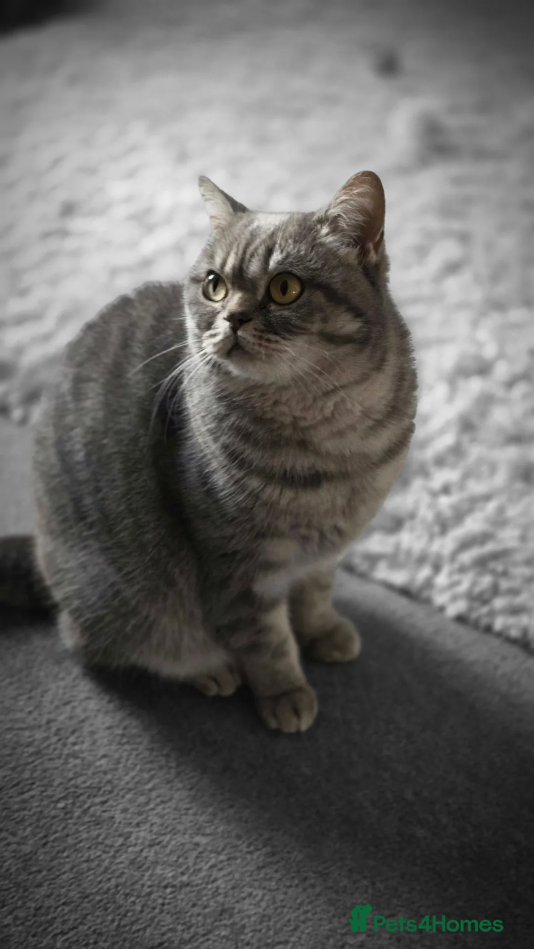 British Shorthair cats for sale: Blue spotted BSH - Advert 7