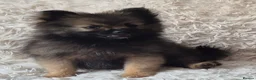 Pomeranian dogs for sale: Little pomeranian puppies  - Advert 3