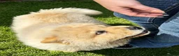 Chow Chow dogs for sale: KC registered chow chow male puppy Exceptional boy - Advert 5