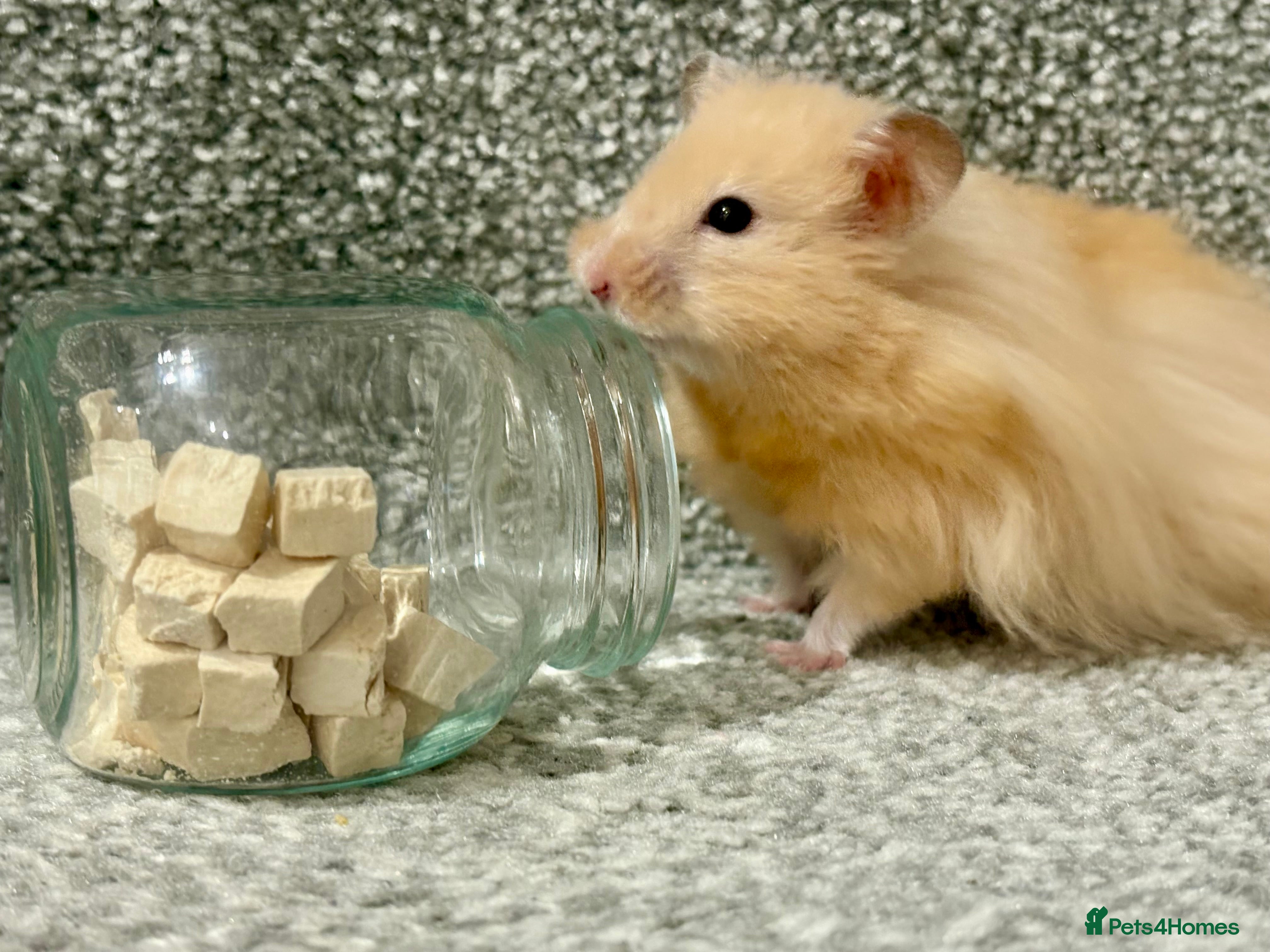 Hamster rodents Male long haired Syrian hamster - Advert 5