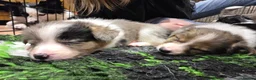 Mixed Breed dogs for sale: Borderpap puppies - Advert 5