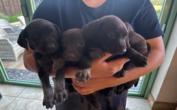 German Shorthaired Pointer dogs for sale: Gorgeous GSP Puppy - Image 3