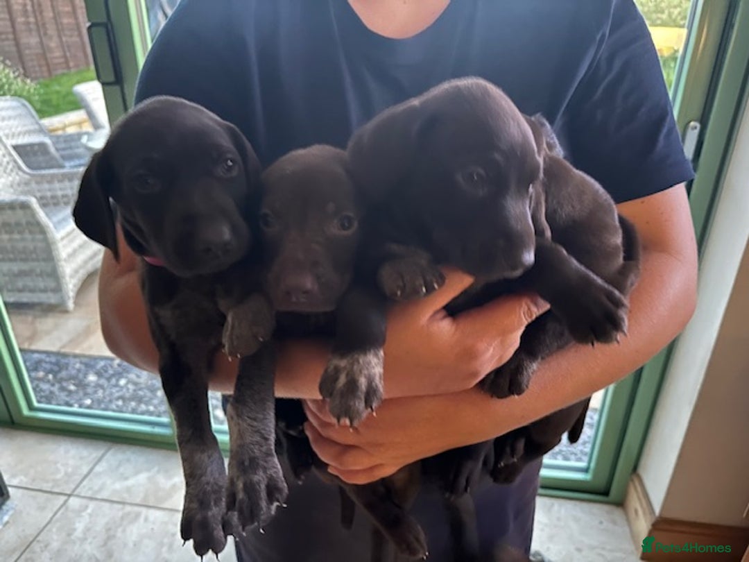 German Shorthaired Pointer dogs for sale: Gorgeous GSP Puppy - Image 3