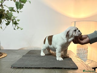 English Bulldog dogs Kc registered beautiful female - Advert 12