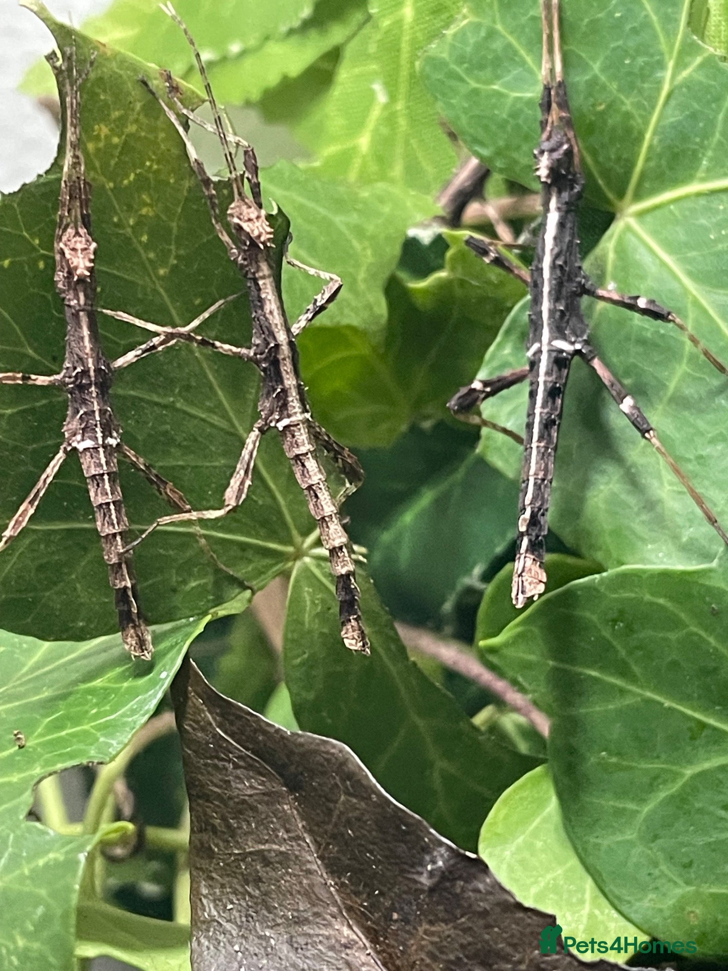Stick Insects invertebrates Sunny stick insects (Free) - Advert 9
