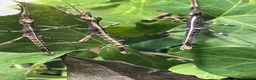 Stick Insects invertebrates for sale: Sunny stick insects (Free) - Advert 1