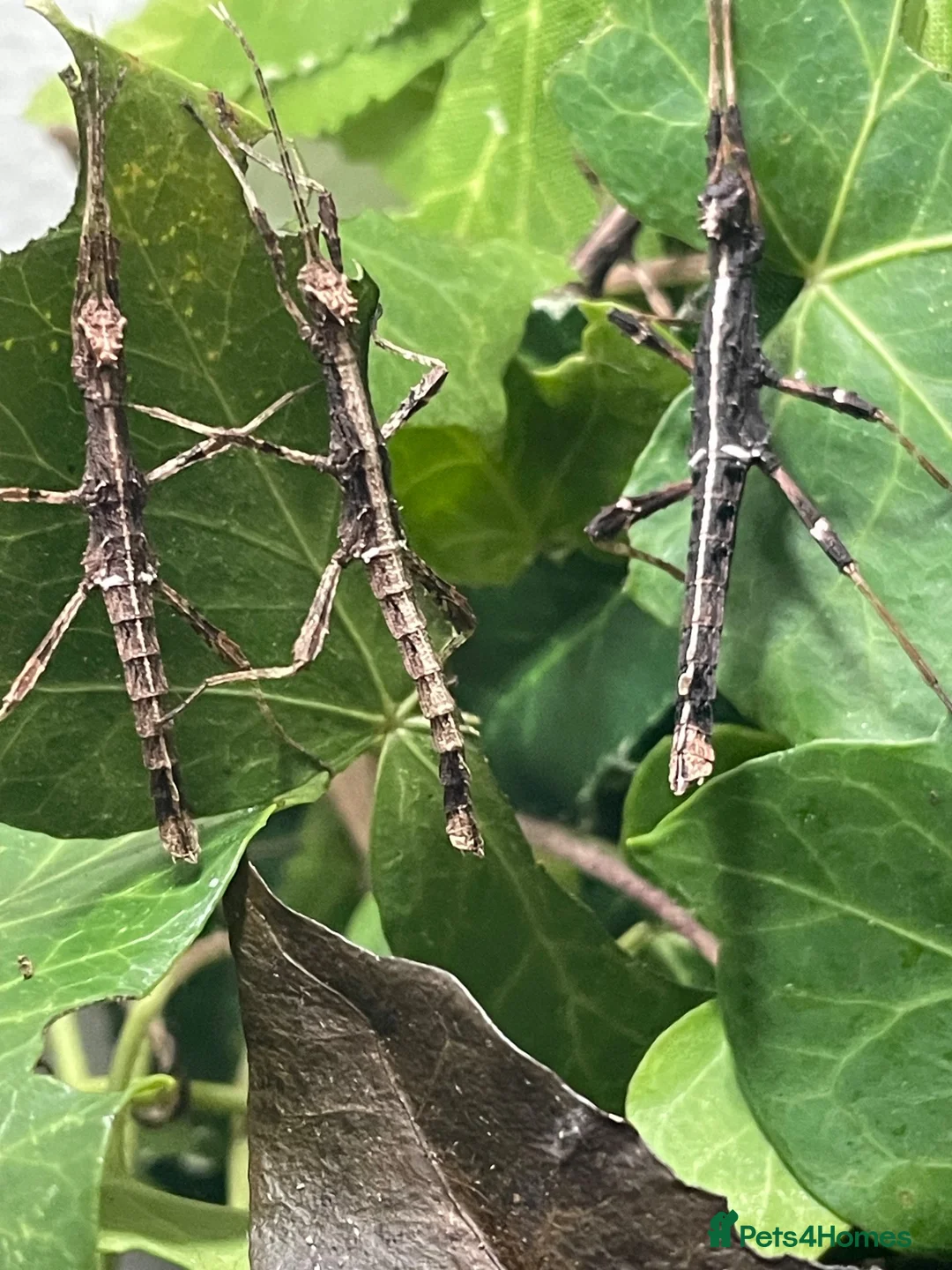 Stick Insects invertebrates for sale: Sunny stick insects (Free) - Advert 1