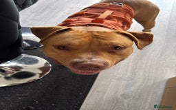 American Bulldog dogs for sale: Handsome and super active boy for rehoming - Image 4
