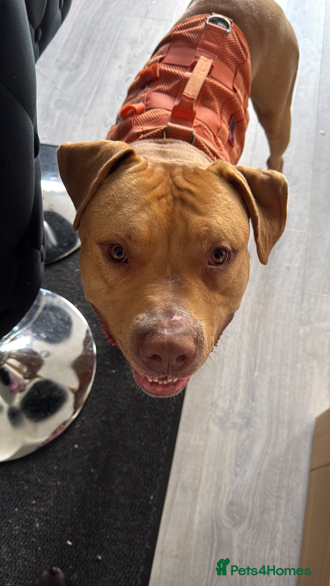 American Bulldog dogs for sale: Handsome and super active boy for rehoming - Image 4