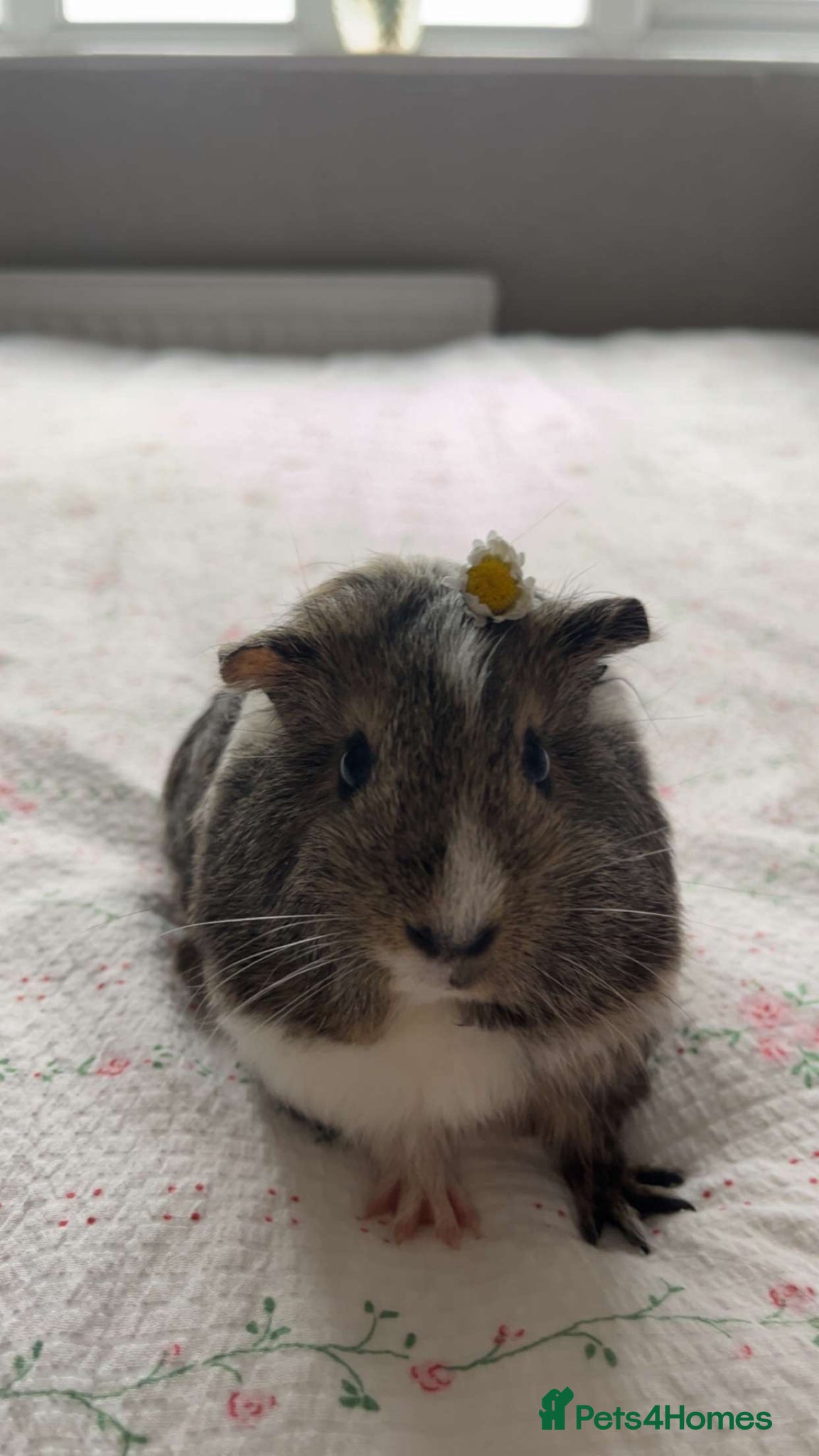Guinea Pig rodents Female Agouti Guinea Pig  - Advert 1