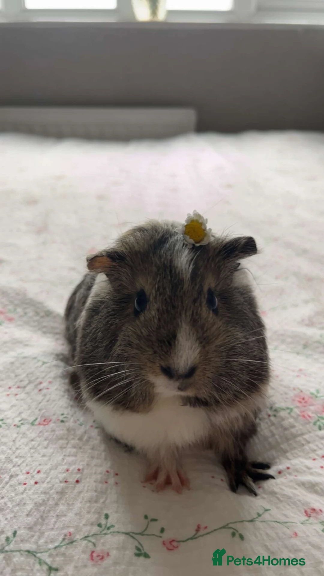 Guinea Pig rodents for sale: Female Agouti Guinea Pig  in Manchester - Advert 1