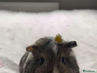 Guinea Pig rodents Female Agouti Guinea Pig - Advert 3