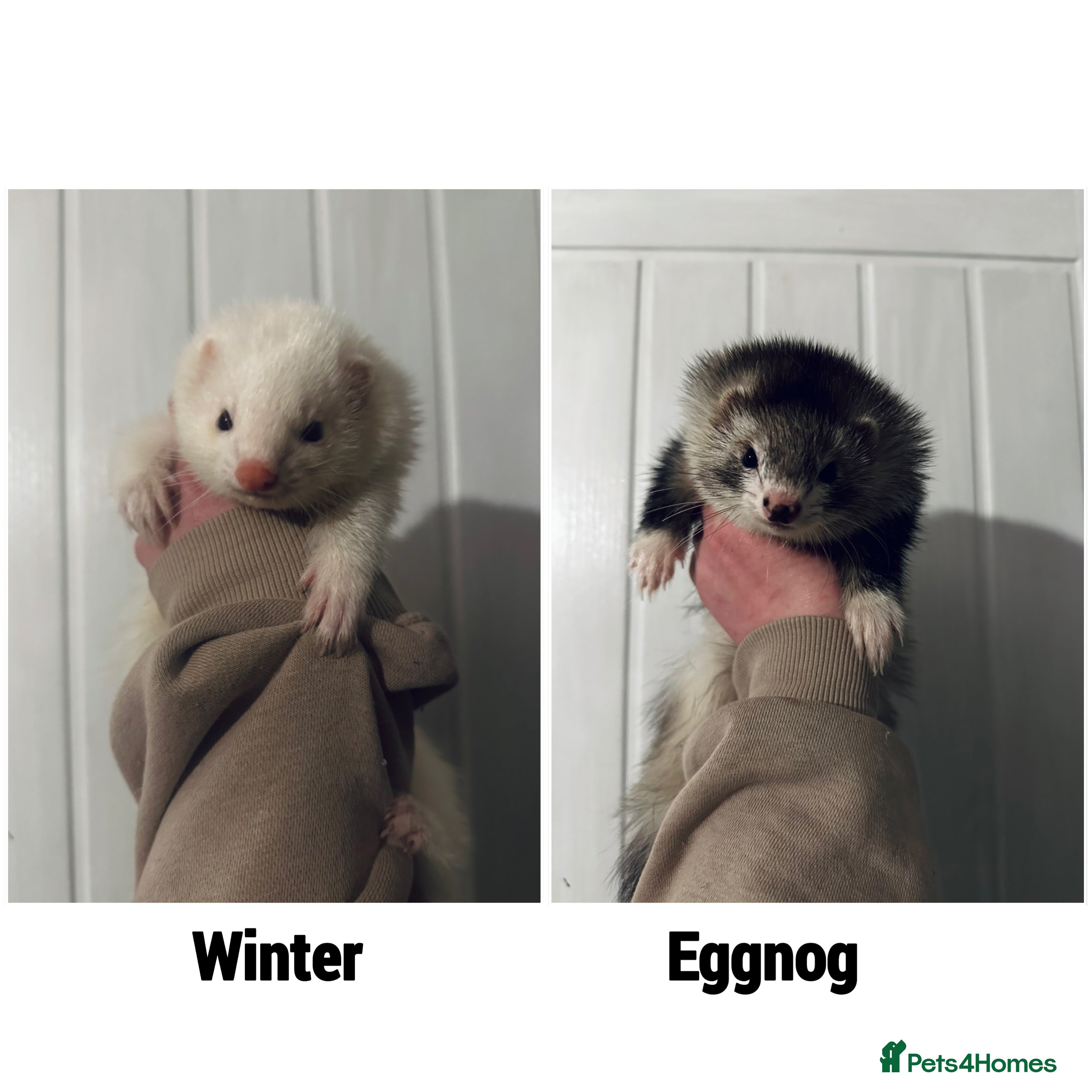 Ferret rodents Semi & Full Angora Ferrets - Individually priced - Advert 13