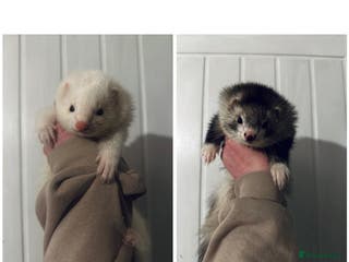 Ferret rodents Semi & Full Angora Ferrets - Individually priced - Advert 4
