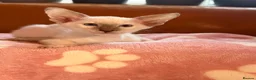 Oriental cats for sale: Beautiful Siamese & Oriental Kittens  - Advert 13