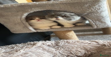 British Shorthair cats - Advert 15