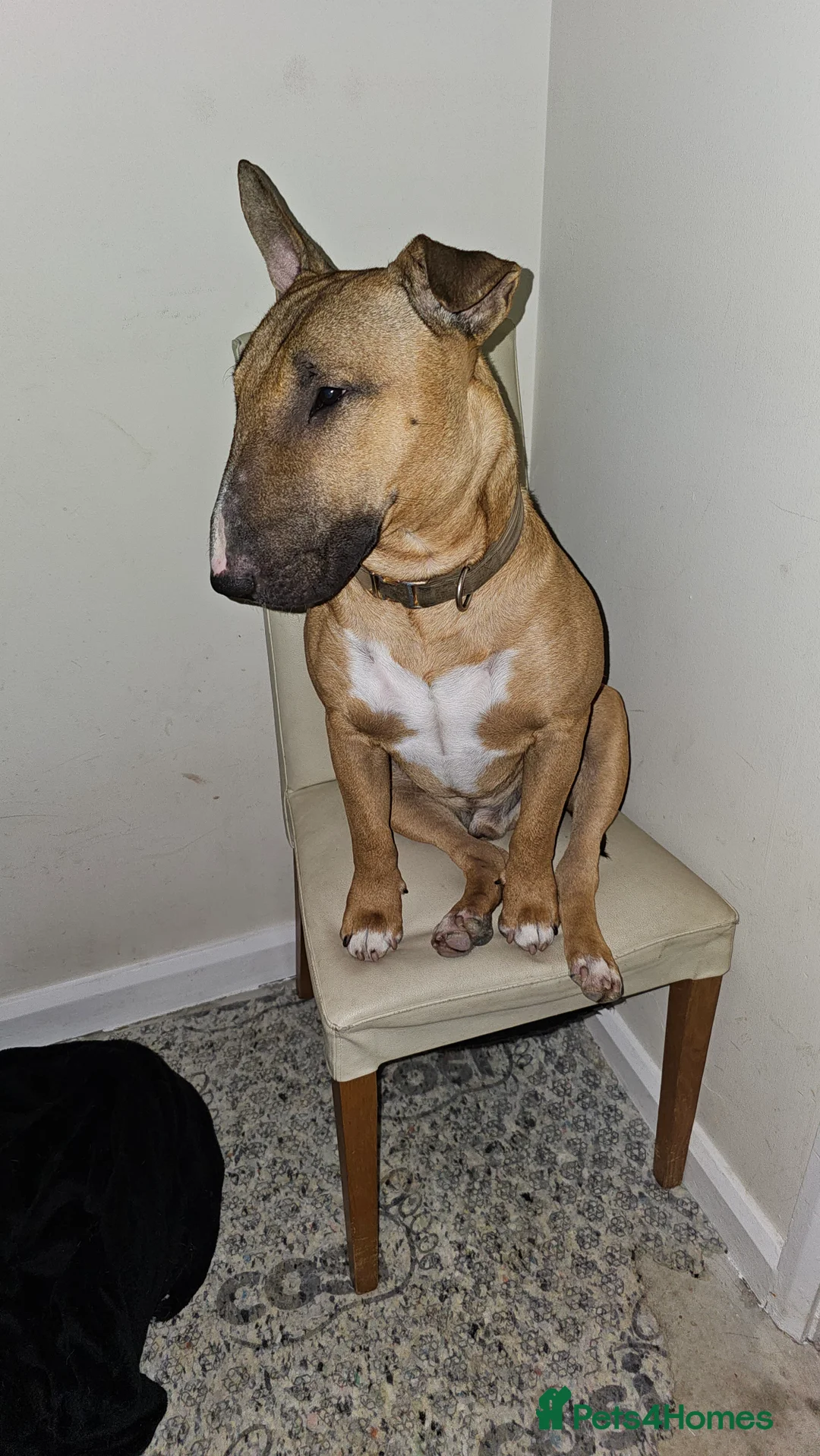 Bull Terrier dogs for sale: Red and White EBT.  - Advert 2