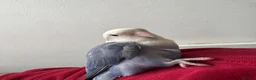 Lovebirds birds for sale: Sweet & Affectionate Female Lovebird For Sale - Advert 6