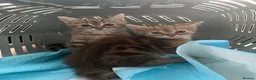 Mixed Breed cats for sale: Lilac x Tabby Kittens Bengal Style Female Pair - Advert 8