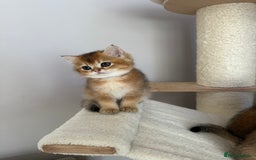 British Shorthair cats for sale: BSH Golden kittens  - Image 11