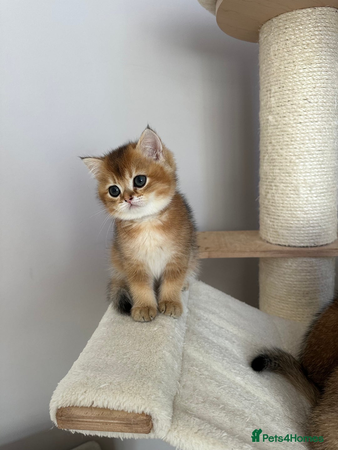 British Shorthair cats for sale: BSH Golden kittens  - Image 11