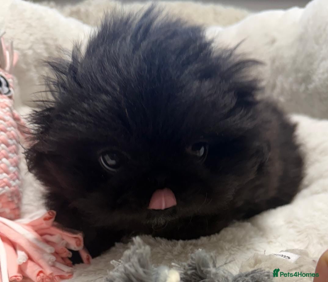 Pekingese dogs Two stunning female Pekingese black puppies - Advert 1