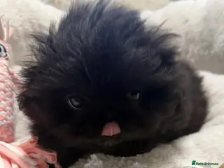 Pekingese dogs Two stunning female Pekingese black puppies - Advert 2