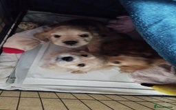 Mixed Breed dogs for sale: CavalierxCocker Spaniel Puppies -Both Parents Here - Image 2