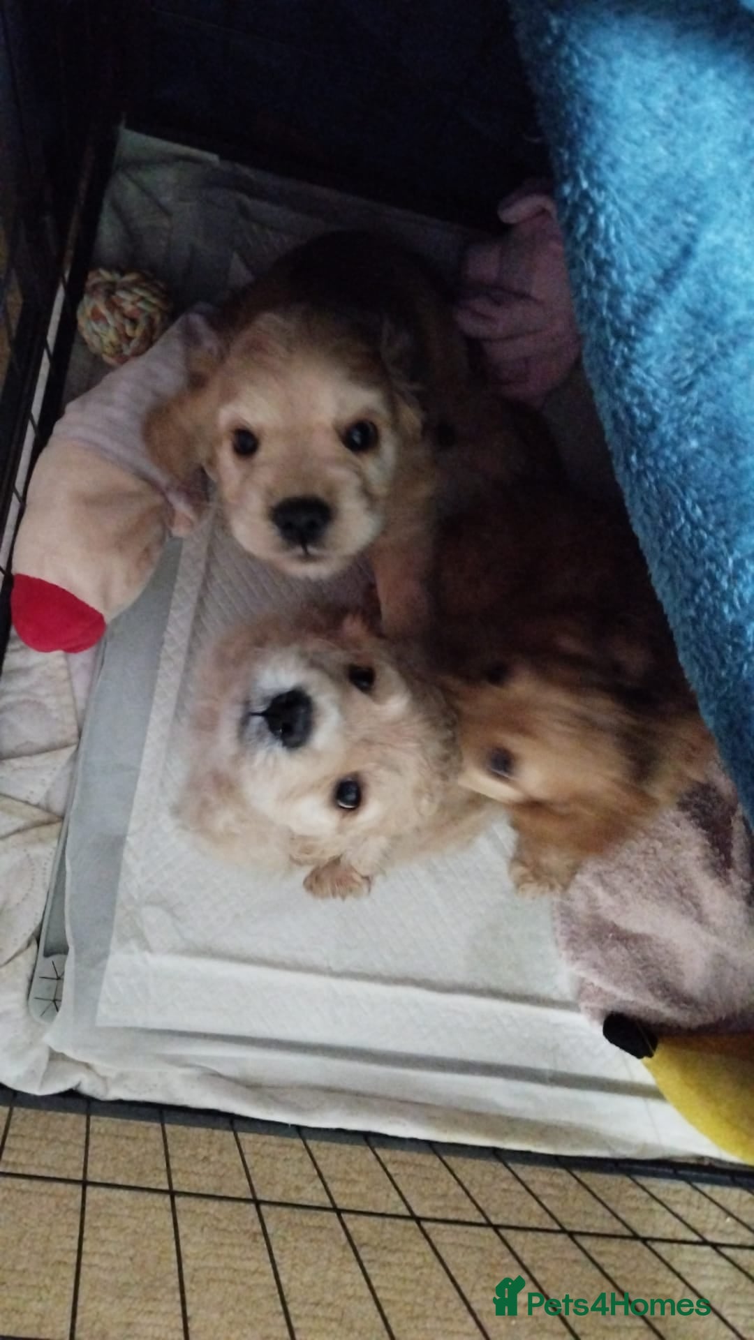 Mixed Breed dogs for sale: CavalierxCocker Spaniel Puppies -Both Parents Here - Image 2