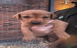 Labrador Retriever dogs for sale: KC registered Fox Red Labrador puppies  - Image 5
