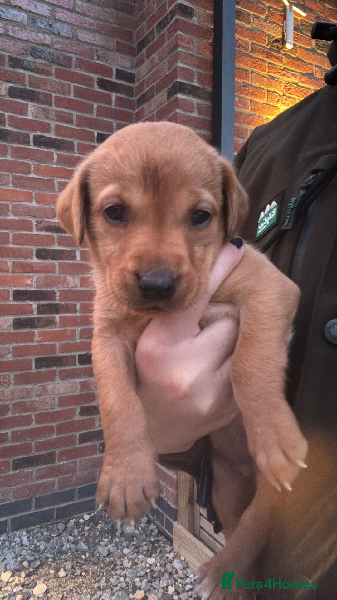 Labrador Retriever dogs for sale: KC registered Fox Red Labrador puppies  - Image 5