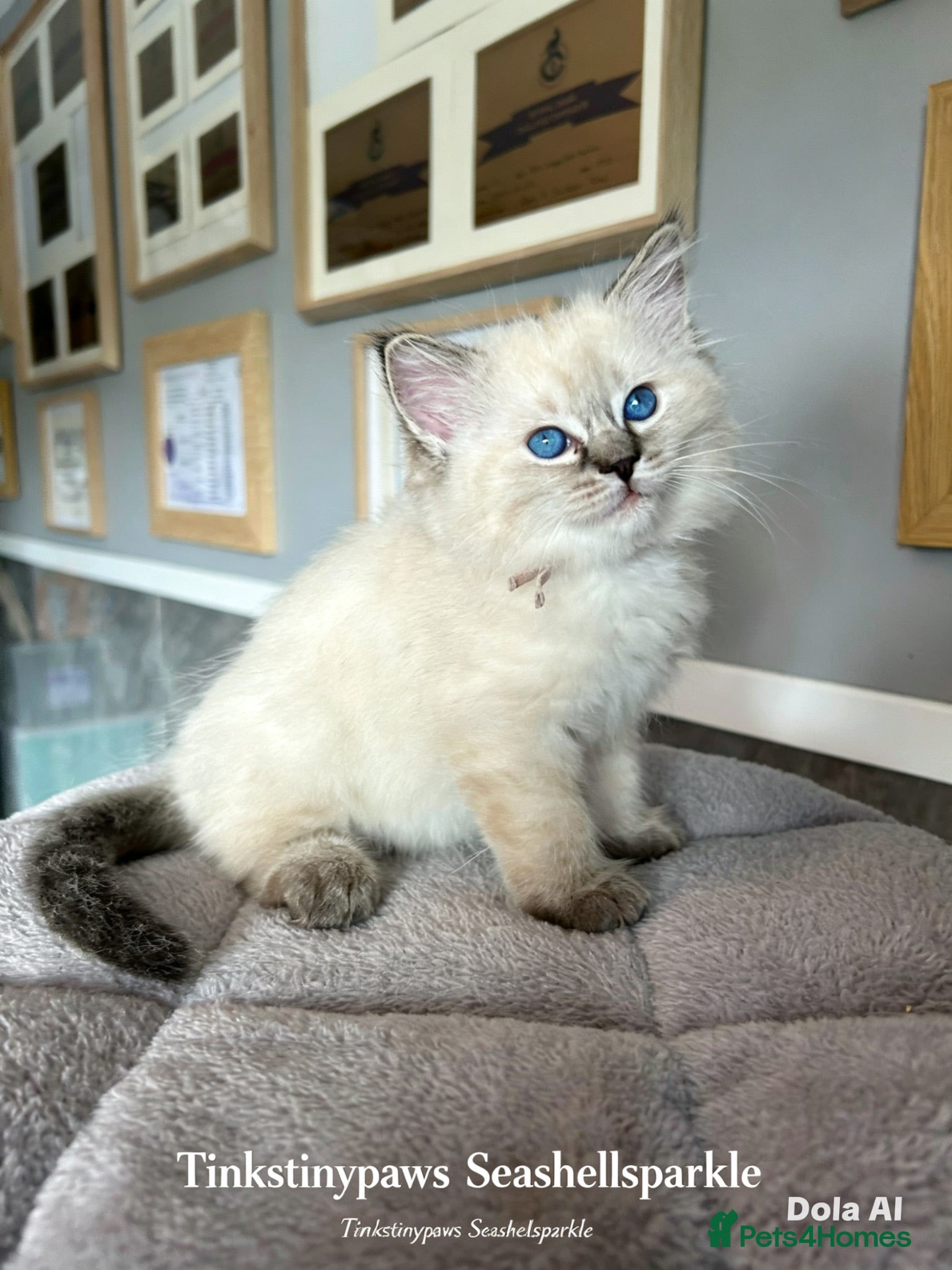 Ragdoll cats Seal Tabby colourpoint  - Advert 7