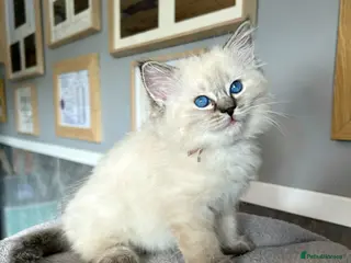 Ragdoll cats Seal Tabby colourpoint - Advert 7