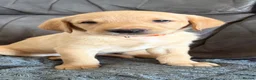 Labrador Retriever dogs for sale: FTCH KC Registered  - Advert 3